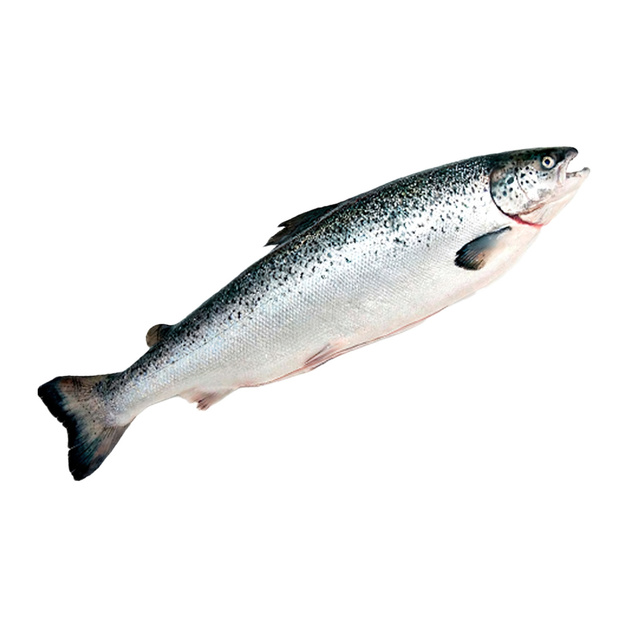 Лосось Потрошеный с Головой Свежемороженый Empresas Aquachile S.A. Чили 5-6кг
