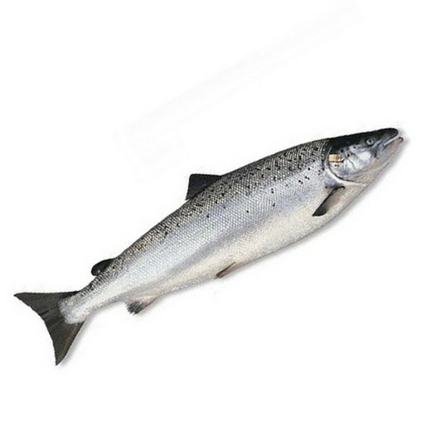 Лосось Слабомороженный Потрошеный с Головой COMERCIAL Y SERVICIOS SUR AUSTRAL LIMITADA 5-6кг