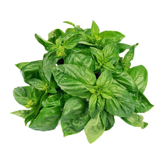 Базилик Зеленый