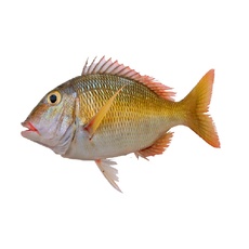 Рыба-Император Целая Непотрошеная Свежемороженая 1-2кг