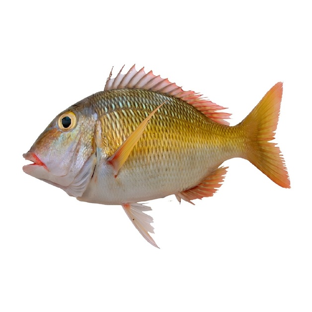 Рыба-Император Непотрошеная Свежемороженая 2-4кг