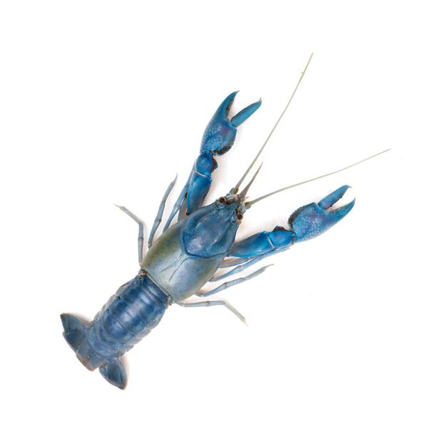 Раки Живые Австралийские 50-70г