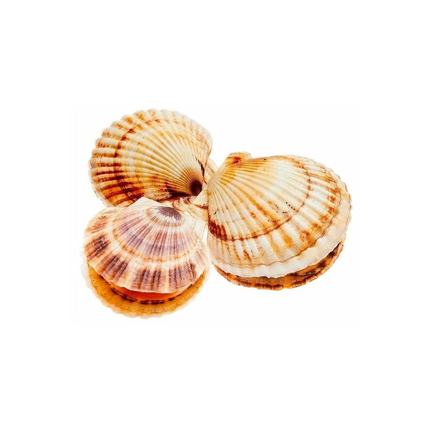 Гребешок Живой 200-300г