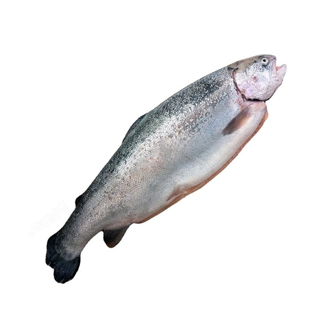 Форель Радужная Потрошеная с Головой Охлажденная 4+кг