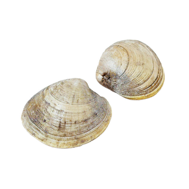 Спизула Живая 100-200г