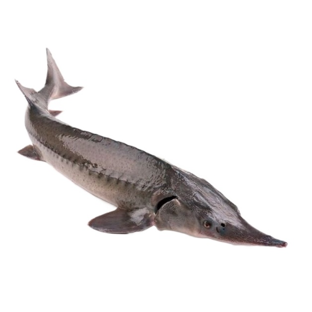 Стерлядь Потрошеная с Головой Замороженная 2-3кг 10кг