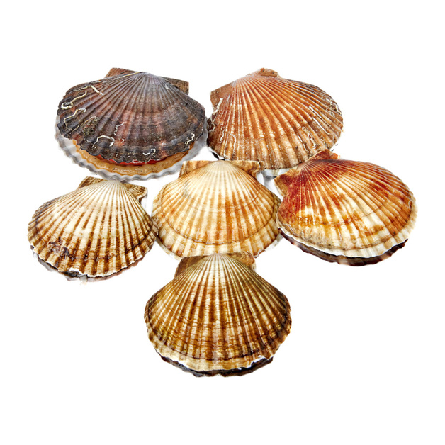 Гребешок Живой 200-250г