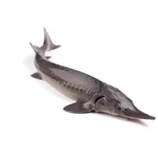 Стерлядь Потрошеная с Головой Свежемороженая 0,8-2кг 10кг