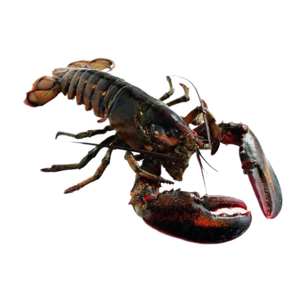 Омар Живой 600-800г