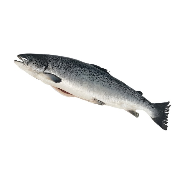 Лосось Потрошеный с Головой Охлажденный Мурманский Ind 0-3кг